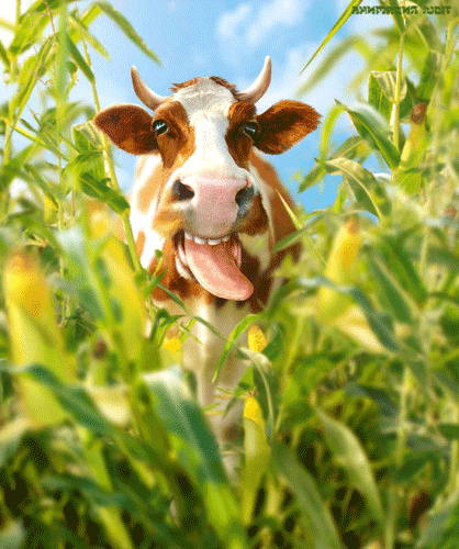 прикольная корова~Анимационные блестящие открытки GIF