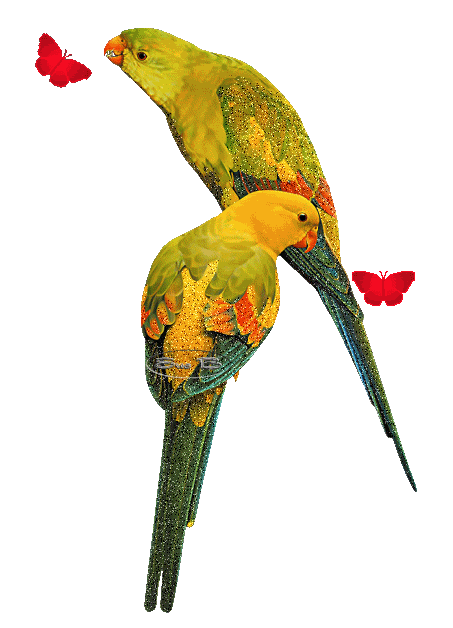 попугаи~Анимационные блестящие открытки GIF