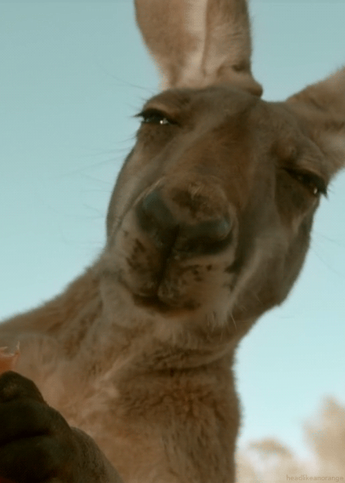 Фото кенгуру~Анимационные блестящие открытки GIF