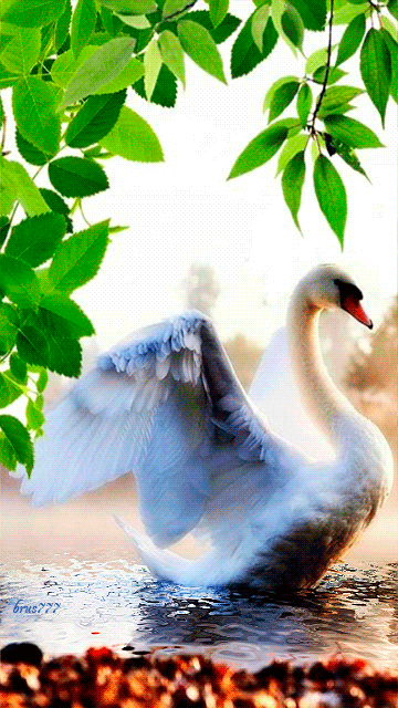 Белый лебедь~Анимационные блестящие открытки GIF