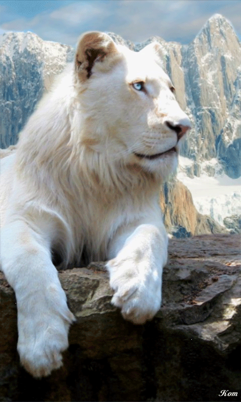 Белый лев~Анимационные блестящие открытки GIF