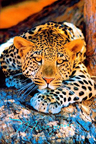Красивые фотографии Леопарда~Анимационные блестящие открытки GIF