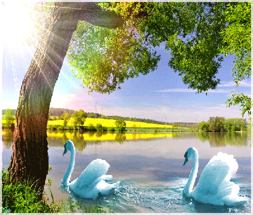 Лебединное озеро~Анимационные блестящие открытки GIF