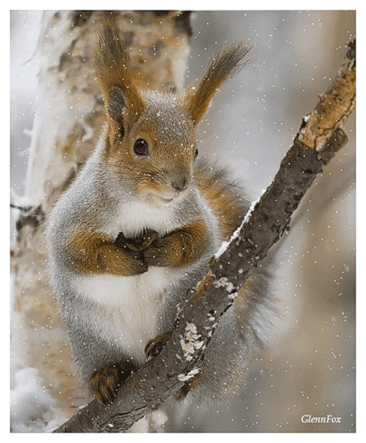 Белка под снегом~Анимационные блестящие открытки GIF