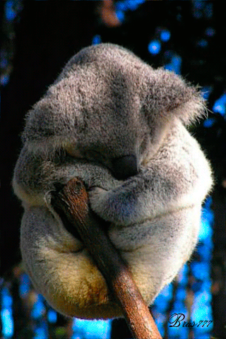 Спящая коала~Анимационные блестящие открытки GIF