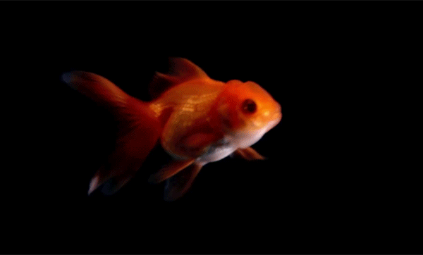 Золотая рыбка~Анимационные блестящие открытки GIF