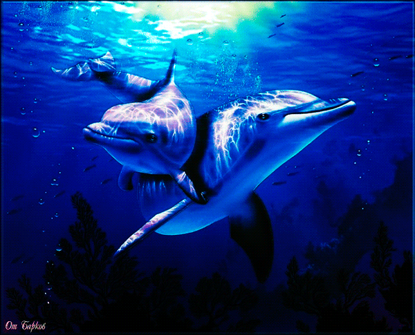 Дельфинчики~Анимационные блестящие открытки GIF