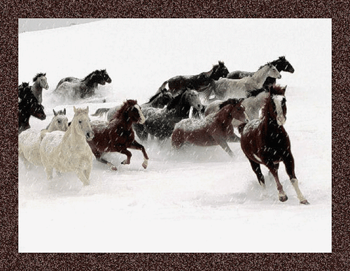 Лошади на снегу~Анимационные блестящие открытки GIF