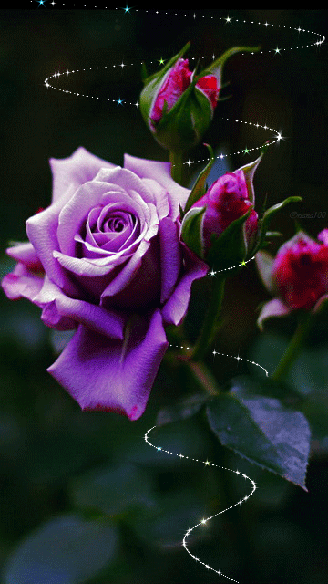 Сиреневая роза~Анимационные блестящие открытки GIF