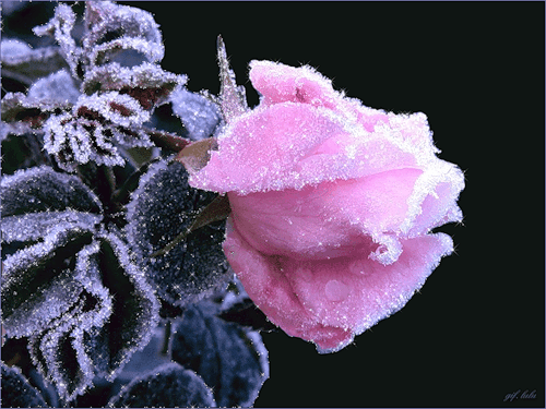 Зимняя розовая роза~Анимационные блестящие открытки GIF