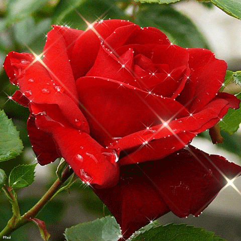 Красная роза~Анимационные блестящие открытки GIF