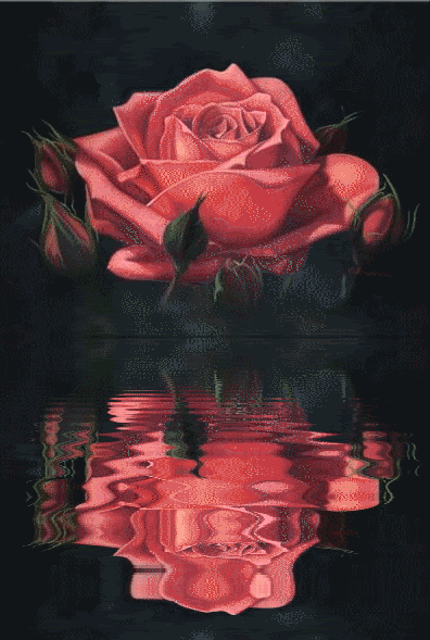 Красивая роза в отражении воды~Анимационные блестящие открытки GIF