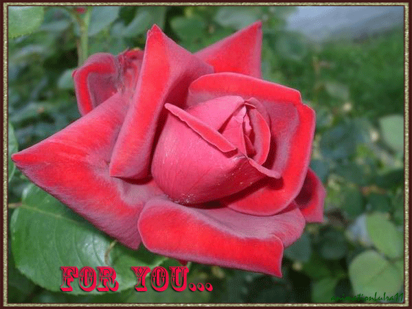 Живая роза для тебя~Анимационные блестящие открытки GIF
