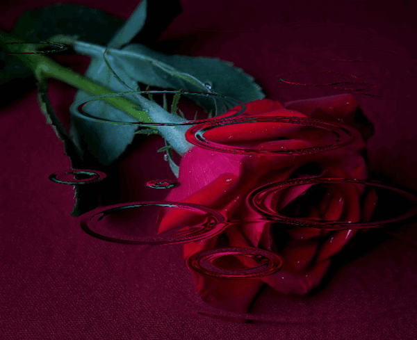 Роза в воде~Анимационные блестящие открытки GIF
