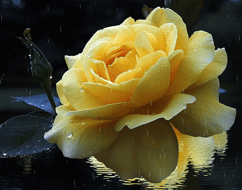 Жёлтая роза.~Анимационные блестящие открытки GIF