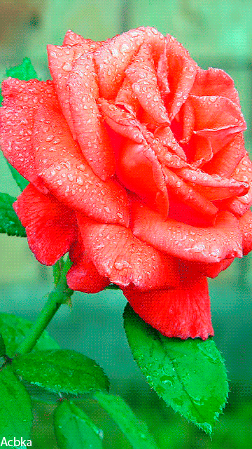 Картинка с розой для тебя~Анимационные блестящие открытки GIF