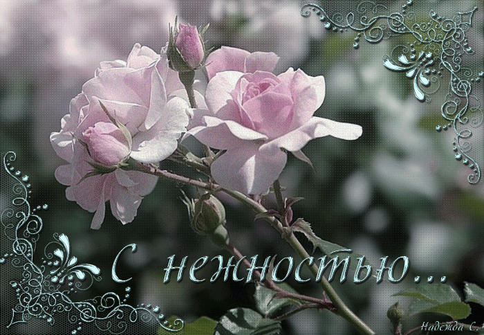 С нежностью… Бело-розовые розы~Анимационные блестящие открытки GIF