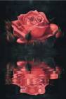 Красивая роза в отражении воды - Розы открытки и картинки
