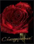 Роза с благодарностью - Розы открытки и картинки