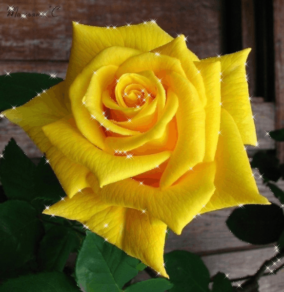 Роза чайно-гибридная желтая~Анимационные блестящие открытки GIF