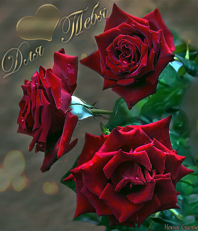 Гифка с розами для тебя - Розы открытки и картинки