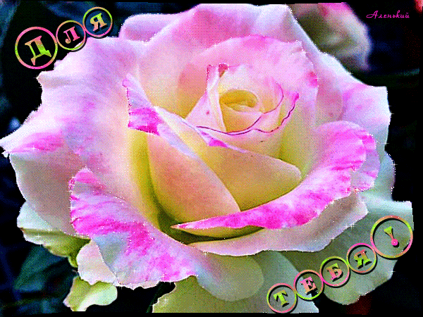 Бело – розовая роза для тебя~Анимационные блестящие открытки GIF