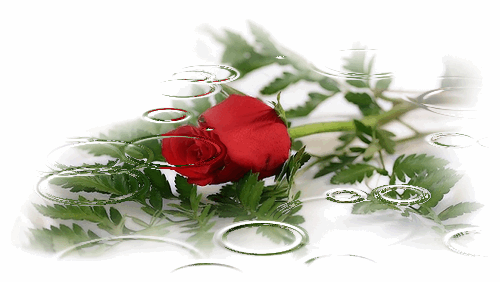 Красный цветок роза~Анимационные блестящие открытки GIF