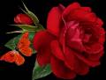 Роза с бабочкой - Розы открытки и картинки