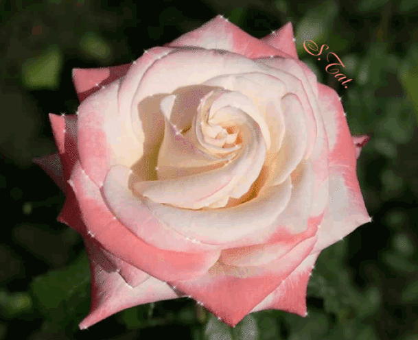 Роза чайно-гибридная~Анимационные блестящие открытки GIF