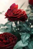 Бабочка на бархатных розах - Розы открытки и картинки
