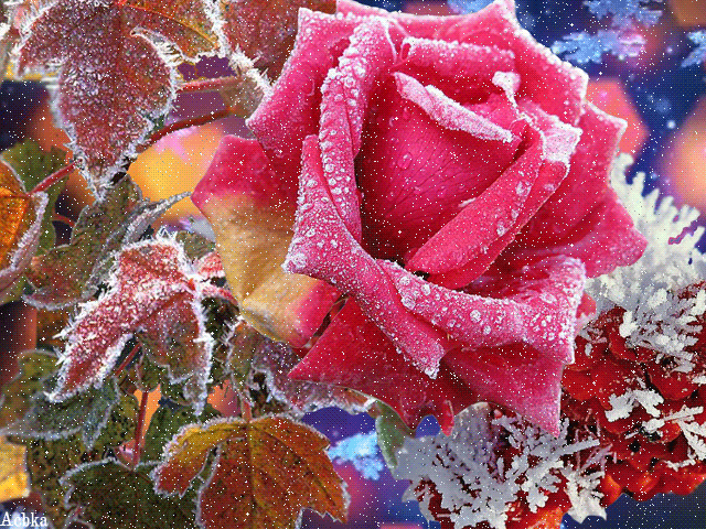 Морозная роза~Анимационные блестящие открытки GIF