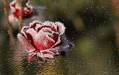 Снежная роза - Розы открытки и картинки
