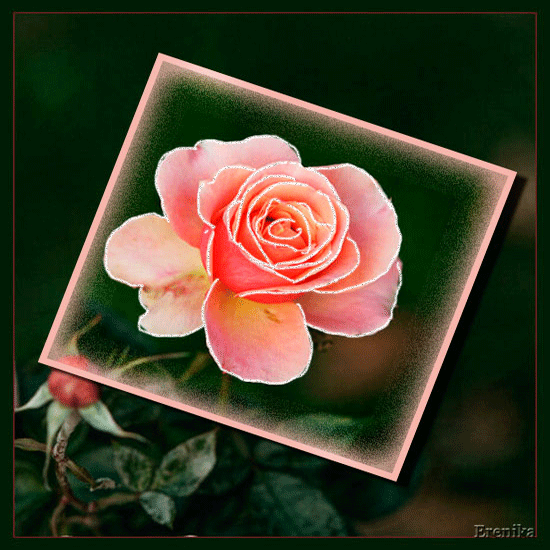Красивая роза~Анимационные блестящие открытки GIF