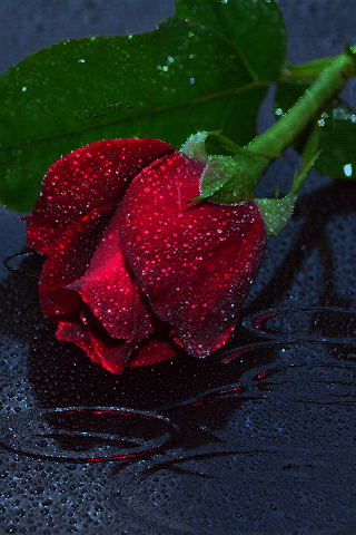Роза под дождём~Анимационные блестящие открытки GIF