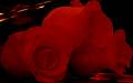 Красная Роза - Розы открытки и картинки