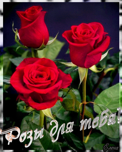 розы для тебя~Анимационные блестящие открытки GIF