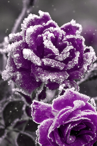 Сиреневые розы~Анимационные блестящие открытки GIF