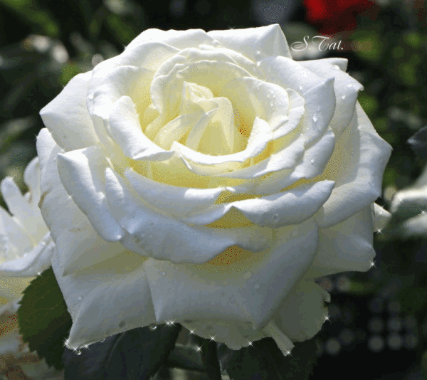 Роза белого цвета~Анимационные блестящие открытки GIF