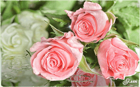 Розовые розы~Анимационные блестящие открытки GIF