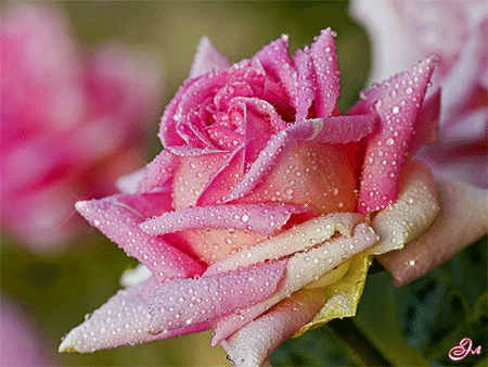 Розовая роза~Анимационные блестящие открытки GIF