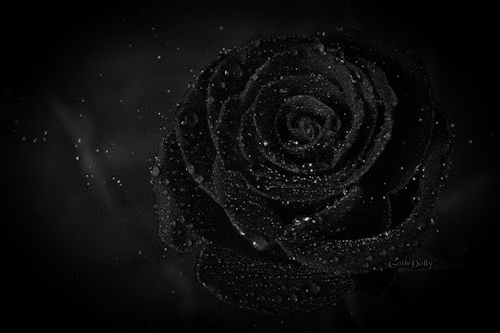 Черная роза~Анимационные блестящие открытки GIF