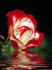 Роза - Розы открытки и картинки