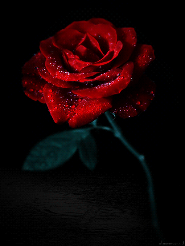 Розовая роза для тебя~Анимационные блестящие открытки GIF