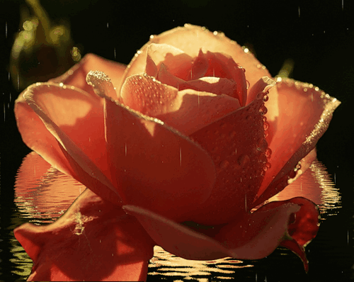 Персиковая роза~Анимационные блестящие открытки GIF