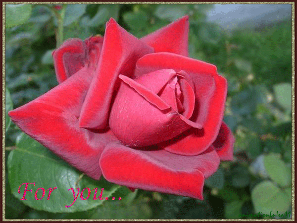 Мерцающая красная роза~Анимационные блестящие открытки GIF