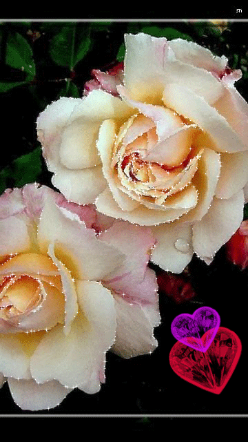 Нежные розы~Анимационные блестящие открытки GIF