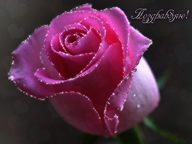 Розы Фото Поздравление