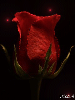 Красная роза gif~Анимационные блестящие открытки GIF