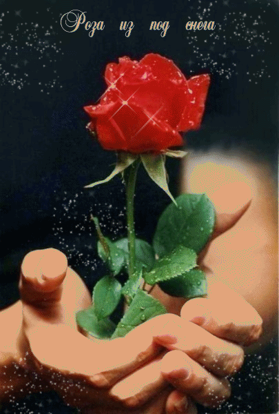 Роза красная бутон~Анимационные блестящие открытки GIF