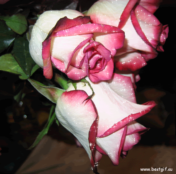 Розы с блеском.~Анимационные блестящие открытки GIF